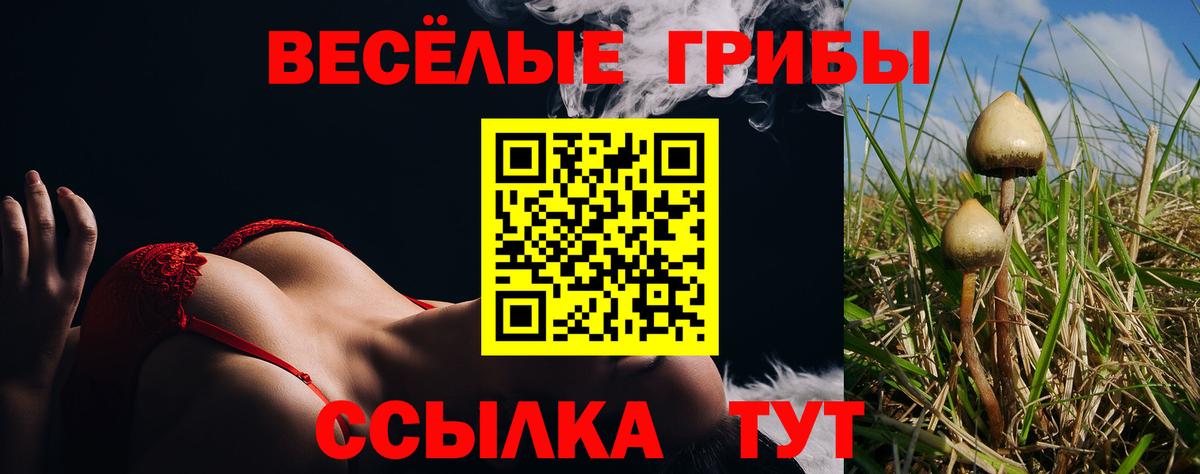 Галлюциногенные грибы Psilocybine cubensis Обнинск